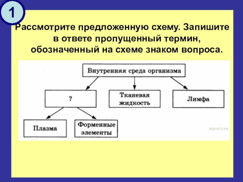 Рассмотрите предложенную схему строения и функций клетки запишите в ответе пропущенный термин