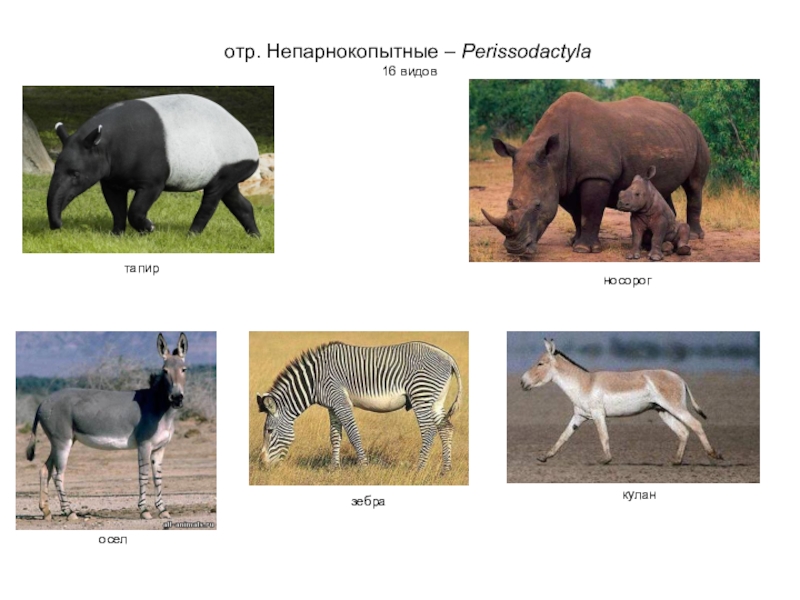 На следующей странице представлены фотографии белого медведя бобра зебры и носорога запиши название