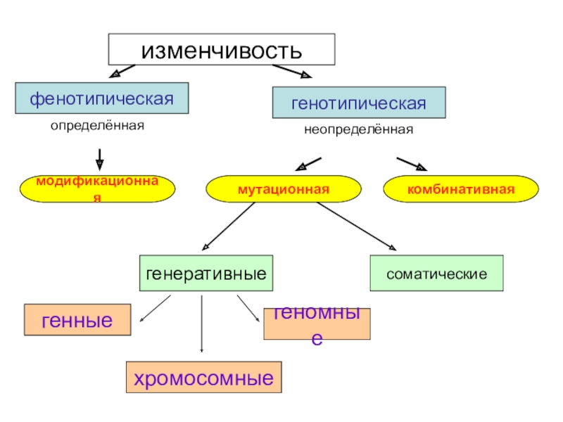 Схема изменчивость наследственная изменчивость