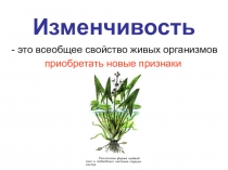 Изменчивость