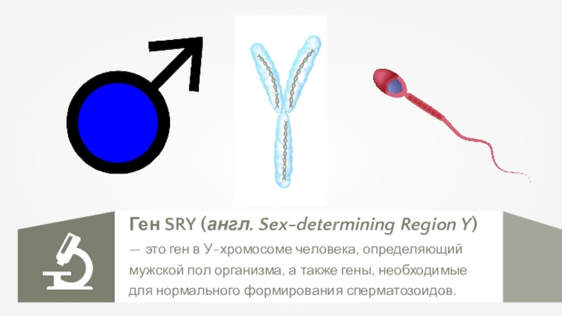 Псевдоаутосомные участки хромосом. Ген sry. Ген sry у человека. Sry ген на хромосоме. Sry ген у мужчин.