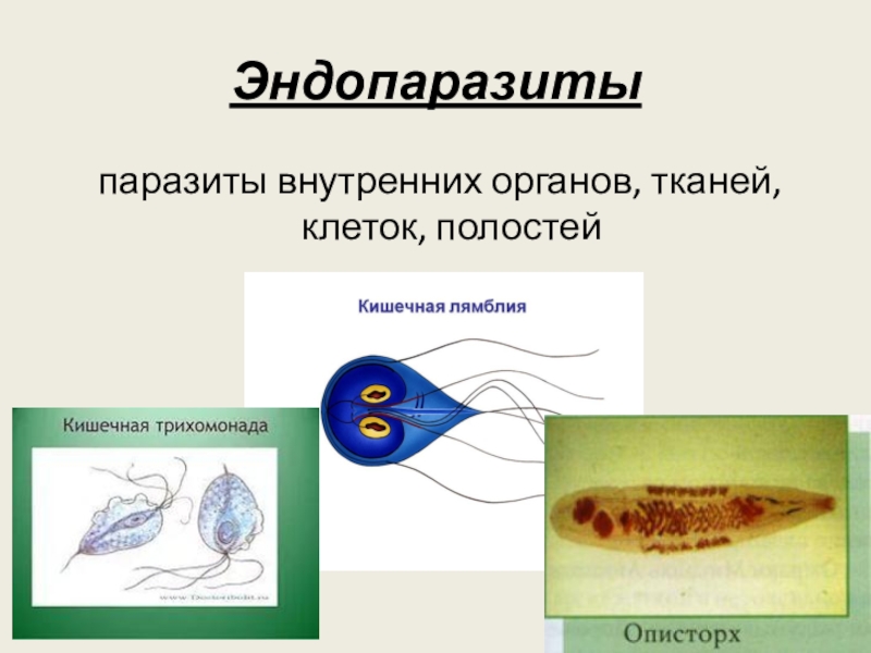 Эндопаразиты  паразиты внутренних органов, тканей, клеток, полостей