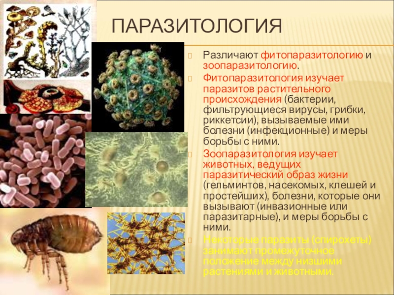 ПаразитологияРазличают фитопаразитологию и зоопаразитологию.Фитопаразитология изучает паразитов растительного происхождения (бактерии, фильтрующиеся вирусы, грибки, риккетсии), вызываемые ими болезни (инфекционные)
