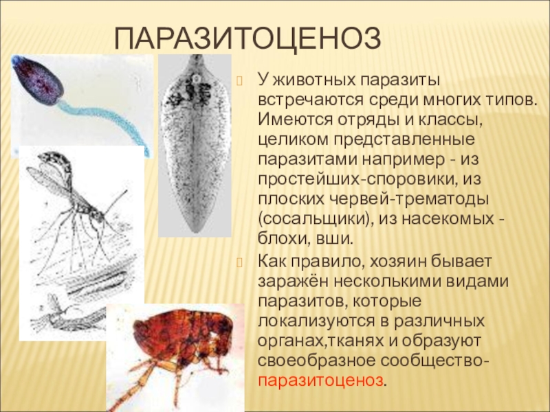 ПаразитоценозУ животных паразиты встречаются среди многих типов. Имеются отряды и классы, целиком представленные паразитами например - из