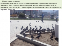 Птицы нашего города.
Всем известное место отдыха красноармейцев - бульвар им