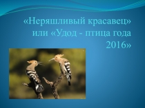 Неряшливый красавец или Удод - птица года 2016