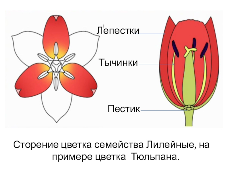 Тюльпан схема растения