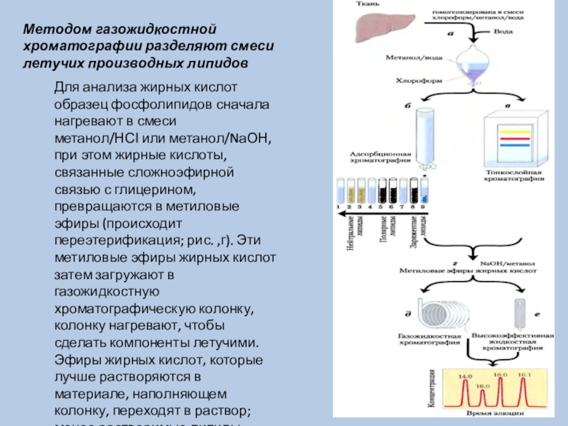 Газовая хроматография анализ. Подвижная фаза в газожидкостной хроматографии. Метод тонкослойной хроматографии при анализе жирных кислот.. Газо-жидкостная хроматография. Газожидкостная хроматография (ГЖХ).