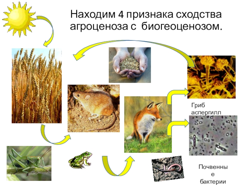 Начертите схемы 3 4 пищевых цепей начинающихся в агроценозе с пшеницы