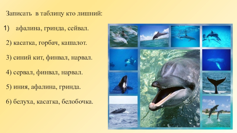 Дельфин относится к группе животных. Синий кит и Дельфин. Гринда и Касатка. Касатка Дельфин Гринда. Синий кит и Касатка.