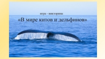 КИТЫ и ДЕЛЬФИНЫ