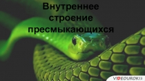 Внутреннее строение пресмыкающихся