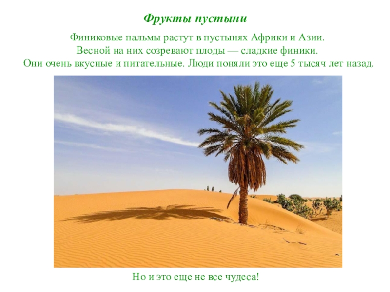 Пальма где растет природная зона. Растения пустыни финиковая Пальма. Финиковая Пальма в пустыне Африки. Финиковые пальмы в Туркмении. Растительный мир пустыни Африки.