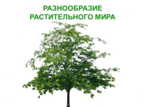 РАЗНООБРАЗИЕ
РАСТИТЕЛЬНОГО МИРА