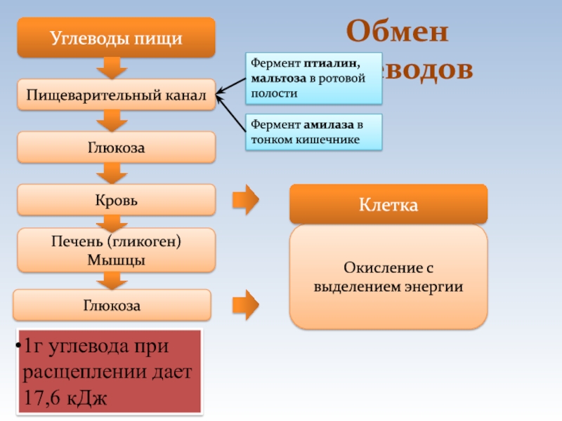 Обмен ферментов. Расщепление углеводов до Глюкозы. Расщепление углеводов происходит в. Углеводы расщепляются в ротовой полости. Где расщепляются углеводы в организме человека.