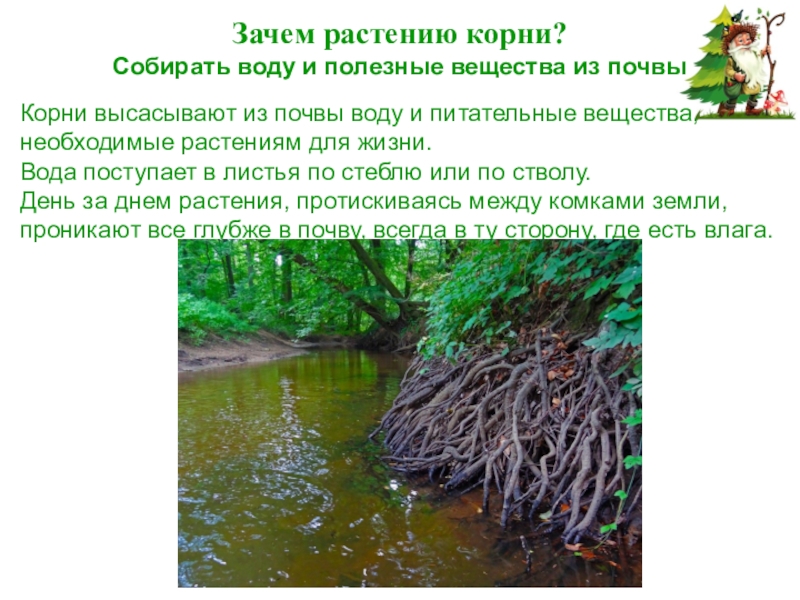 Корням растений вода необходима для