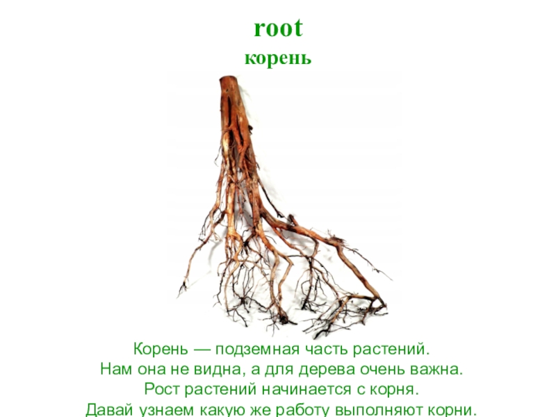 Пояснение корень. Строение сосны корневища. Строение корня дерева. Корень. Подземная часть дерева.