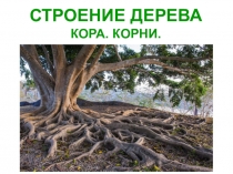 СТРОЕНИЕ ДЕРЕВА
КОРА. КОРНИ