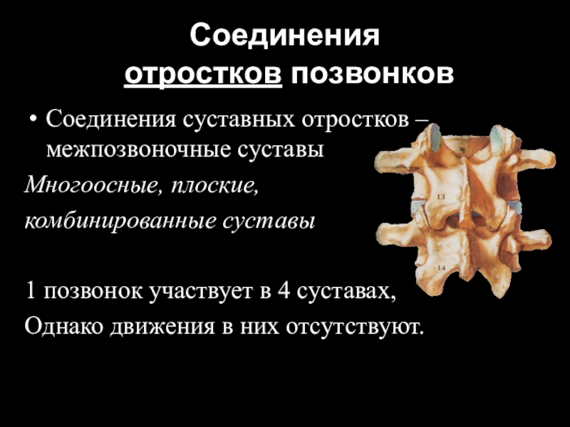 Соединение позвонков. Сочленовные отростки позвонков. Соединения отростков позвонков. Суставный отросток позвонка. Соединение суставных отростков позвонков.