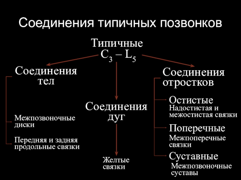 Характерные соединение. Соединения типичных позвонков. Соединения костей туловища и головы.