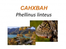 САНХВАН Phellinus linteus