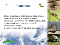Змеи и ящерицы, крокодилы и аллигаторы, черепахи – все эти