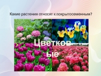 Какие растения относят к покрытосеменным?
Цветковые