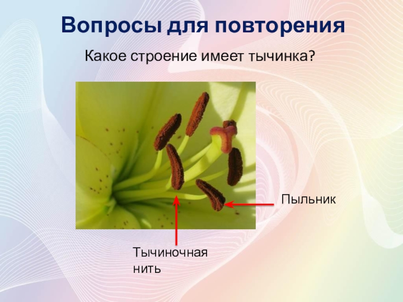 Покрытосеменные растения относятся к высшим. Тычиночная нить у растений. Тычинки это видоизмененные. Тычиночная нить у растений 6 класс. Опыление и оплодотворение покрытосеменных растений.