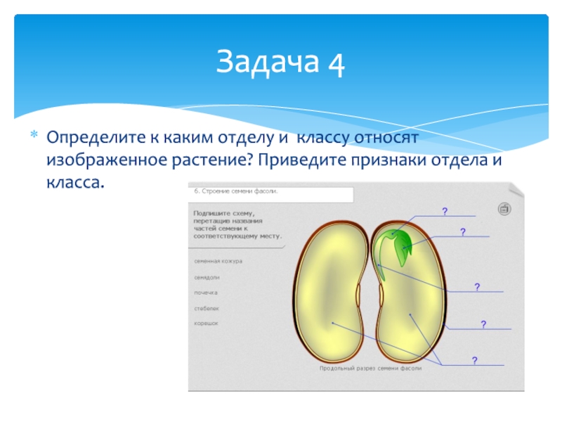 Определите к какому отделу и какому классу относят изображенное на рисунке растение