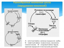 Разнообразные жизненные циклы (чередование поколений )