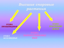 Высшие споровые растения