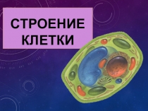 СТРОЕНИЕ КЛЕТКИ