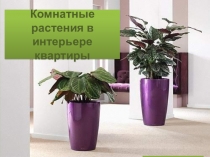 Комнатные растения в интерьере квартиры
