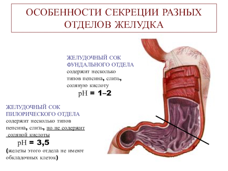 Желудок кислота во рту. Кислотность (PH) желудочного сока:. РН В разных отделах желудка. PH В отделах желудка. PH антрального отдела желудка.