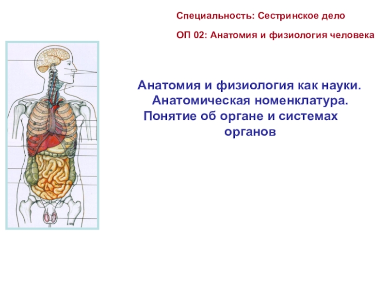 Специальность: Сестринское дело
ОП 02: Анатомия и физиология человека
Анатомия