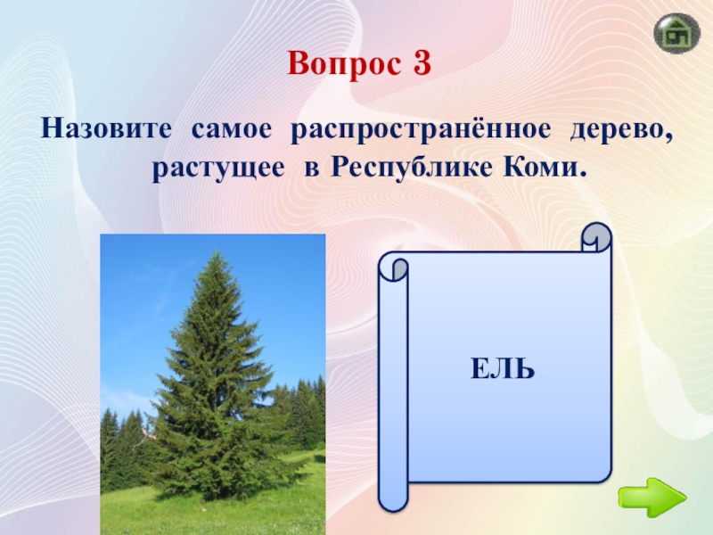 Ели вопрос. Самое распространенное дерево в России. Самое распространенное дерево. Самое распространенное дерево в Москве.