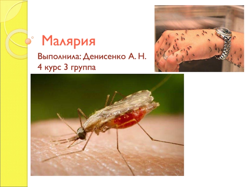 Презентация Малярия