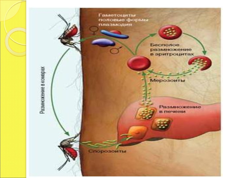 Заражение человека малярией происходит. Малярия этиология. Пути заражения малярией.