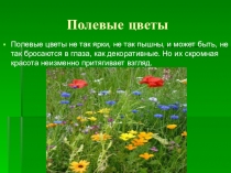 Полевые цветы