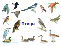 Птицы
