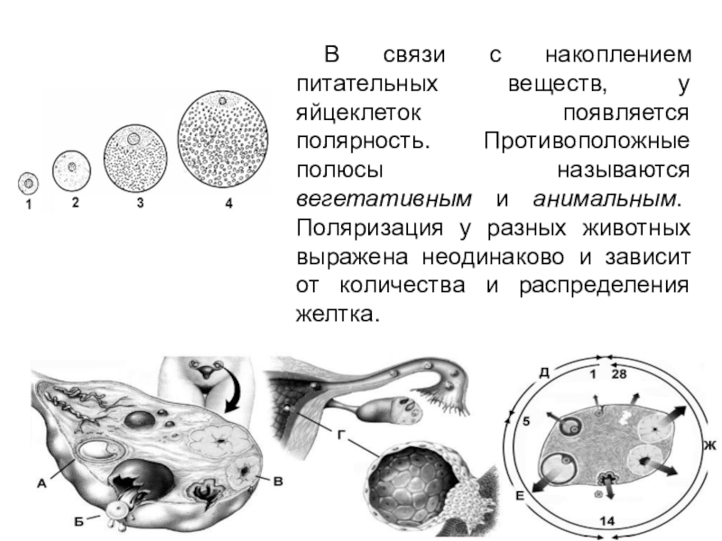 Половое размножение человека презентация 8 класс