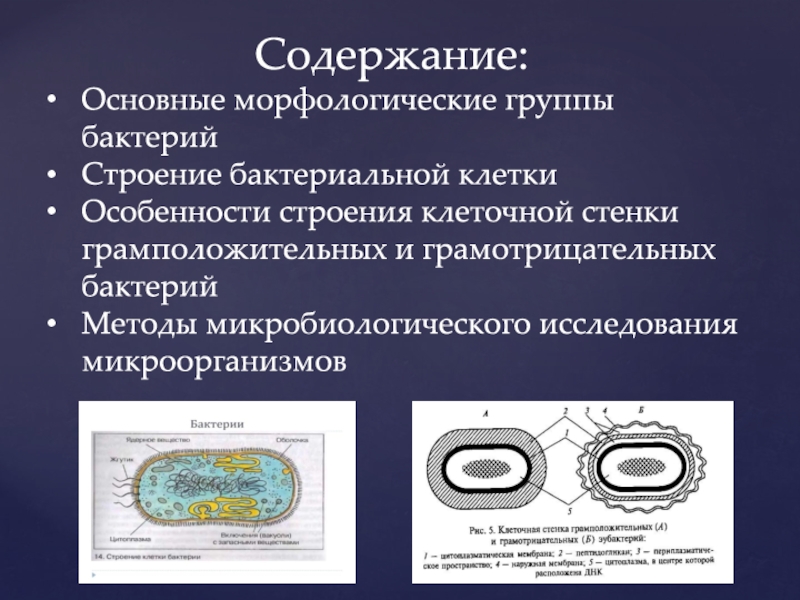 Структура бактериальной клетки микробиология презентация