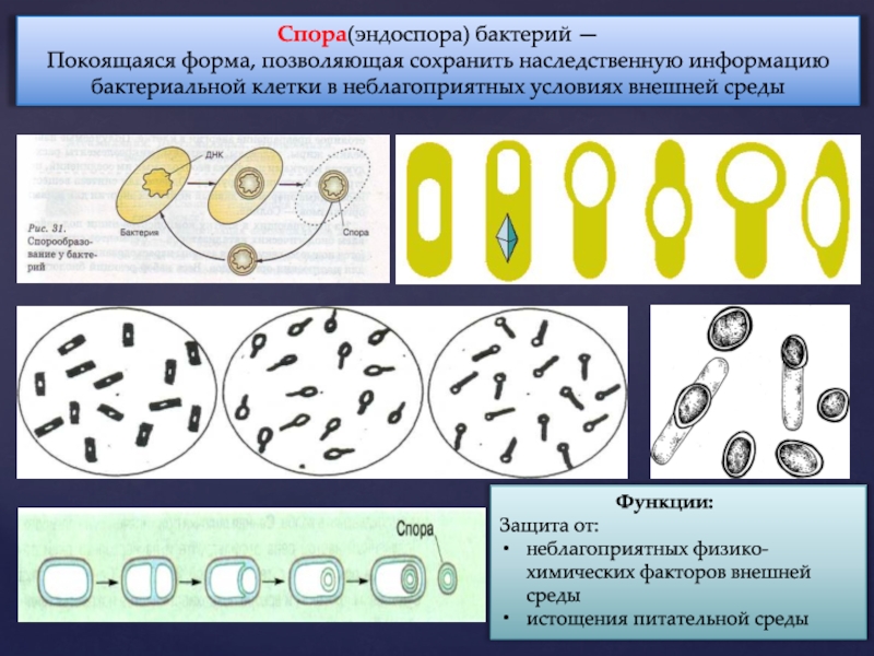 Planet crafter образец бактерий