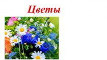 Цветы