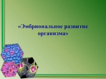Эмбриональное развитие организма
