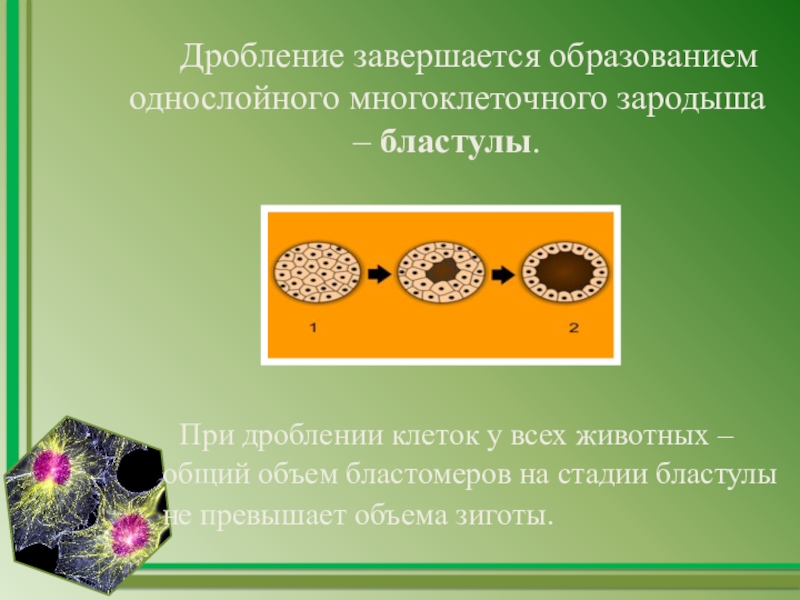 Процесс превращения однослойного зародыша. Дробление завершается. Бластула. Дробление зиготы. Дробление клетки.