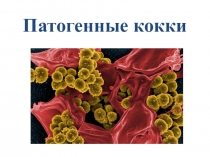 Патогенные кокки