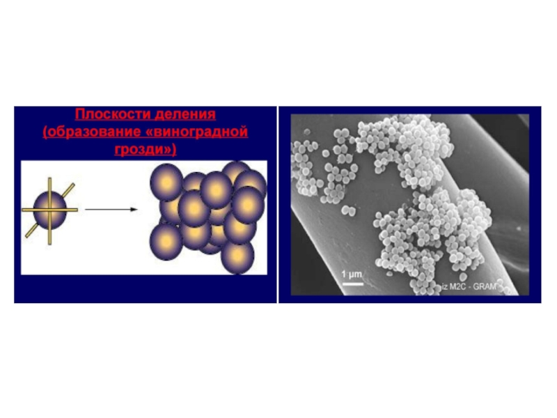 Кокки в единичном количестве. Патогенные кокки презентация. Скопление кокков в виде виноградной грозди.. К патогенным коккам относятся.