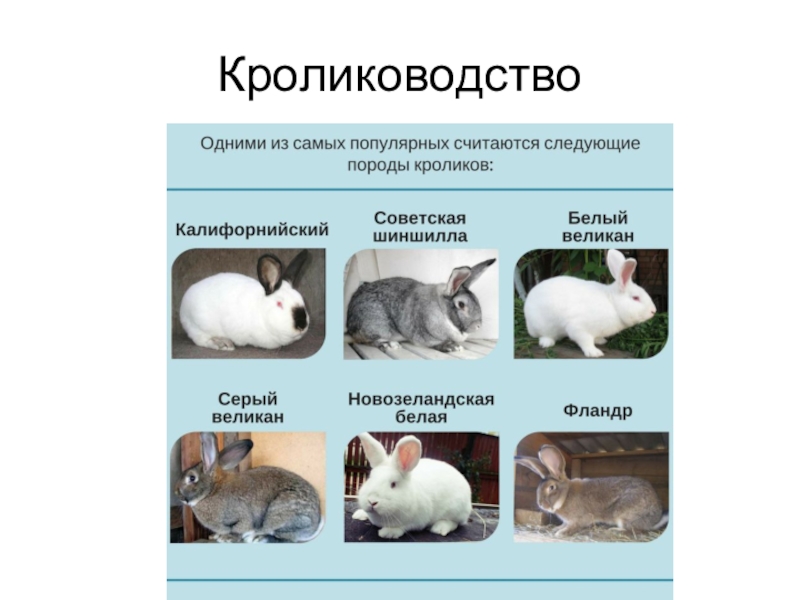 Презентация по теме кролиководство