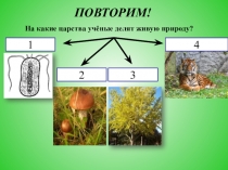 На какие царства учёные делят живую